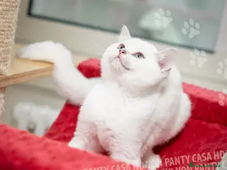 British gatti Cuccioli British Shorthair - Annuncio 33