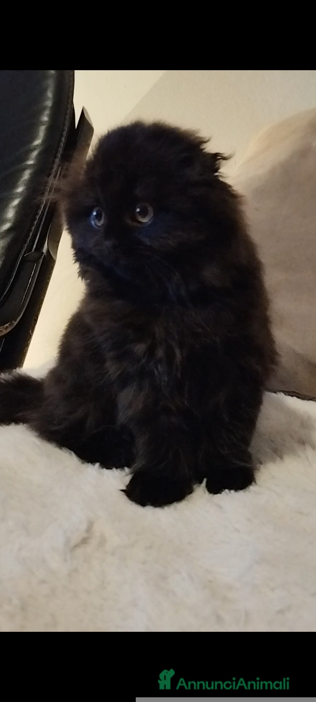 Scottish gatti in vendita: Disponibile scottish fold longhair  - Annuncio 4