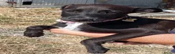Meticcio cani in regalo: Ebony - Annuncio 3