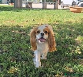 Cavalier King cani in vendita: Ultimo cucciolo di Cavalier King con pedigree - Annuncio 1