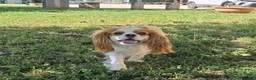 Cavalier King cani in vendita: Ultimo cucciolo di Cavalier King con pedigree - Annuncio 1