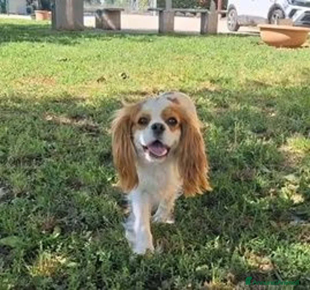 Cavalier King cani in vendita: Ultimo cucciolo di Cavalier King con pedigree - Annuncio 1