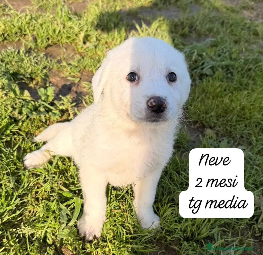 Meticcio cani in regalo: Cuccioli, non hanno chiesto di nascere  - Annuncio 10
