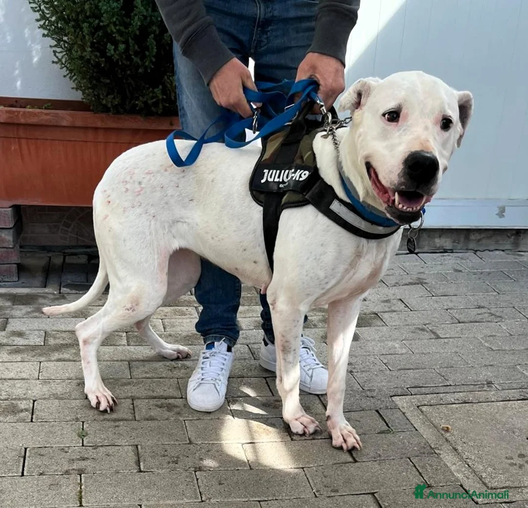 Dogo Argentino cani in regalo: LOLA DOGO ARGENTINO - Annuncio 5