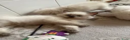 Ragdoll gatti in vendita: Ragdoll cuccioli a Provincia di Verona - Annuncio 3
