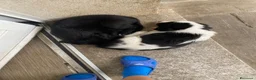 Meticcio cani in vendita: Cuccioli affettuosi perfetti per famiglie  - Annuncio 8