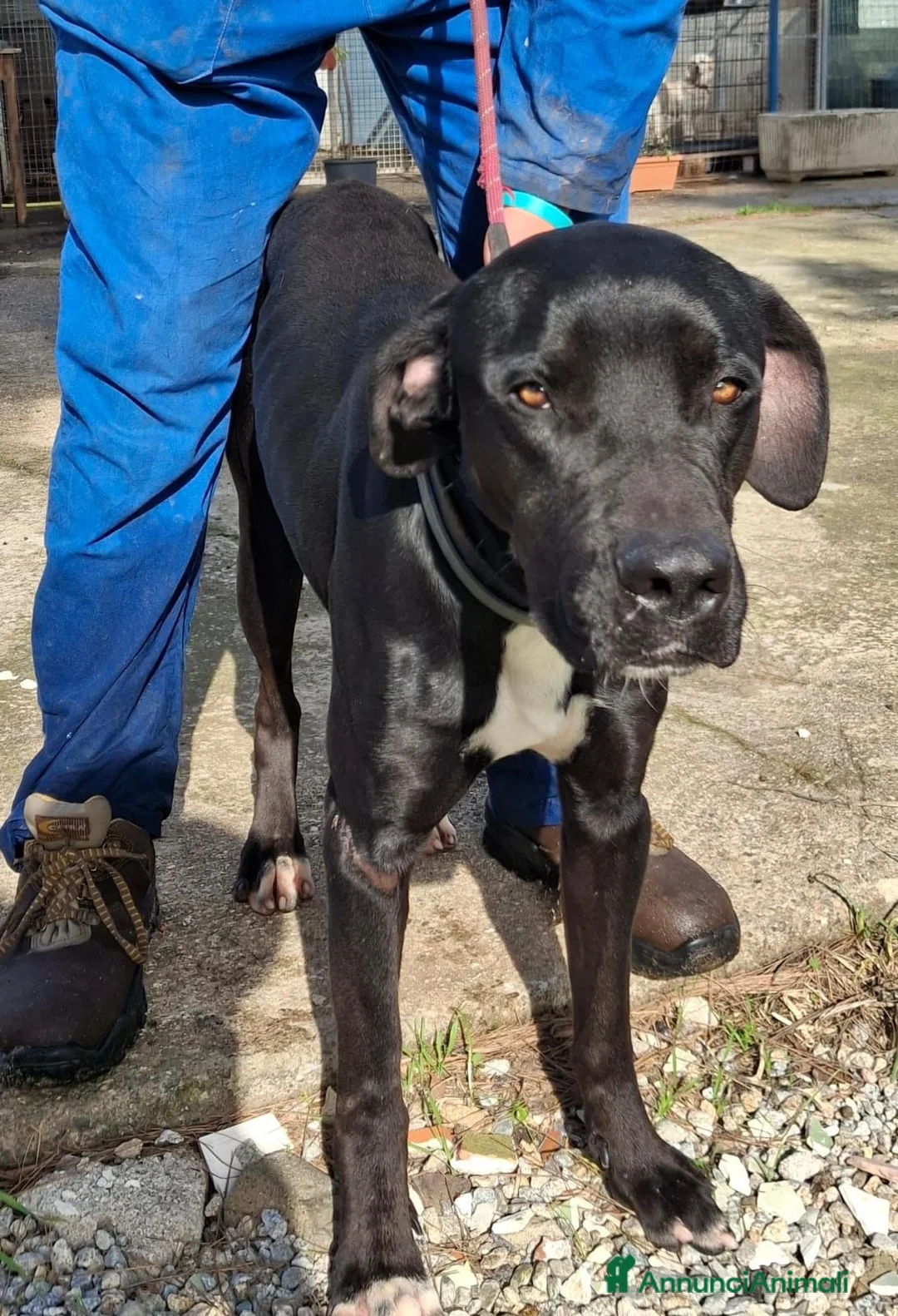 Meticcio cani in regalo: BENNY 💙 - cagnolone dagli occhi tristi 😞  - Annuncio 3