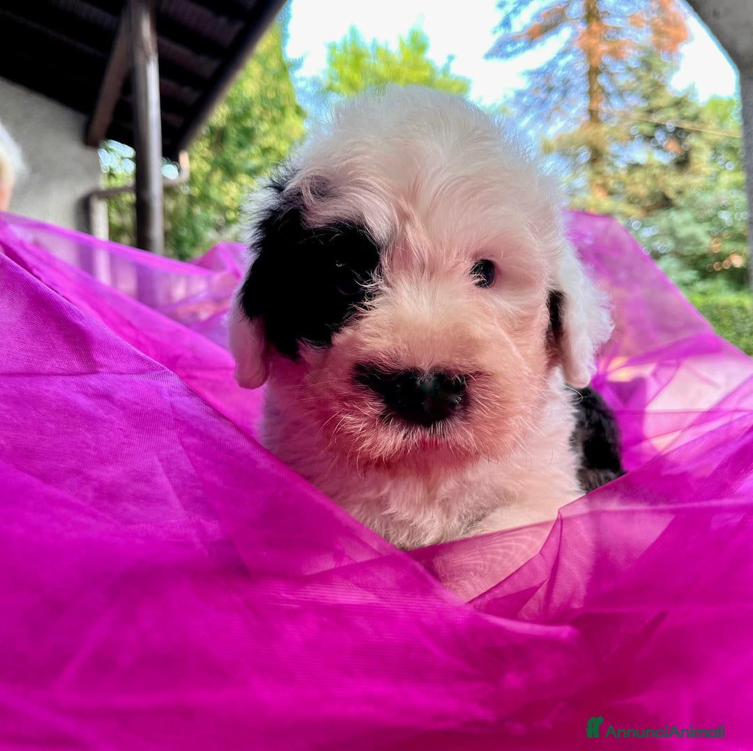Bobtail cani in vendita: Cuccioli bobtail altissima genealogia  - Immagine 1