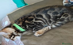 Bengala gatti in vendita: Cuccioli di Bengala - Immagine 4