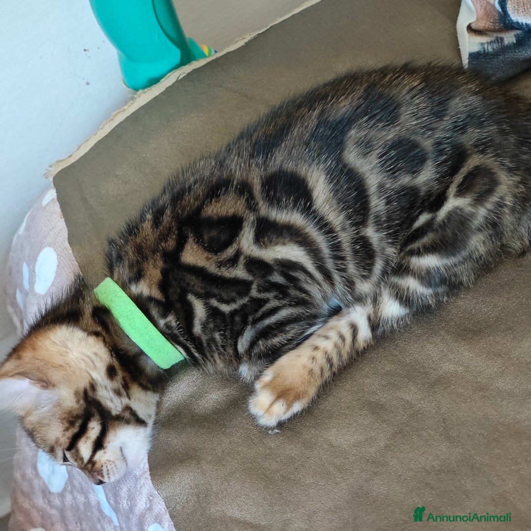 Bengala gatti in vendita: Cuccioli di Bengala - Immagine 4