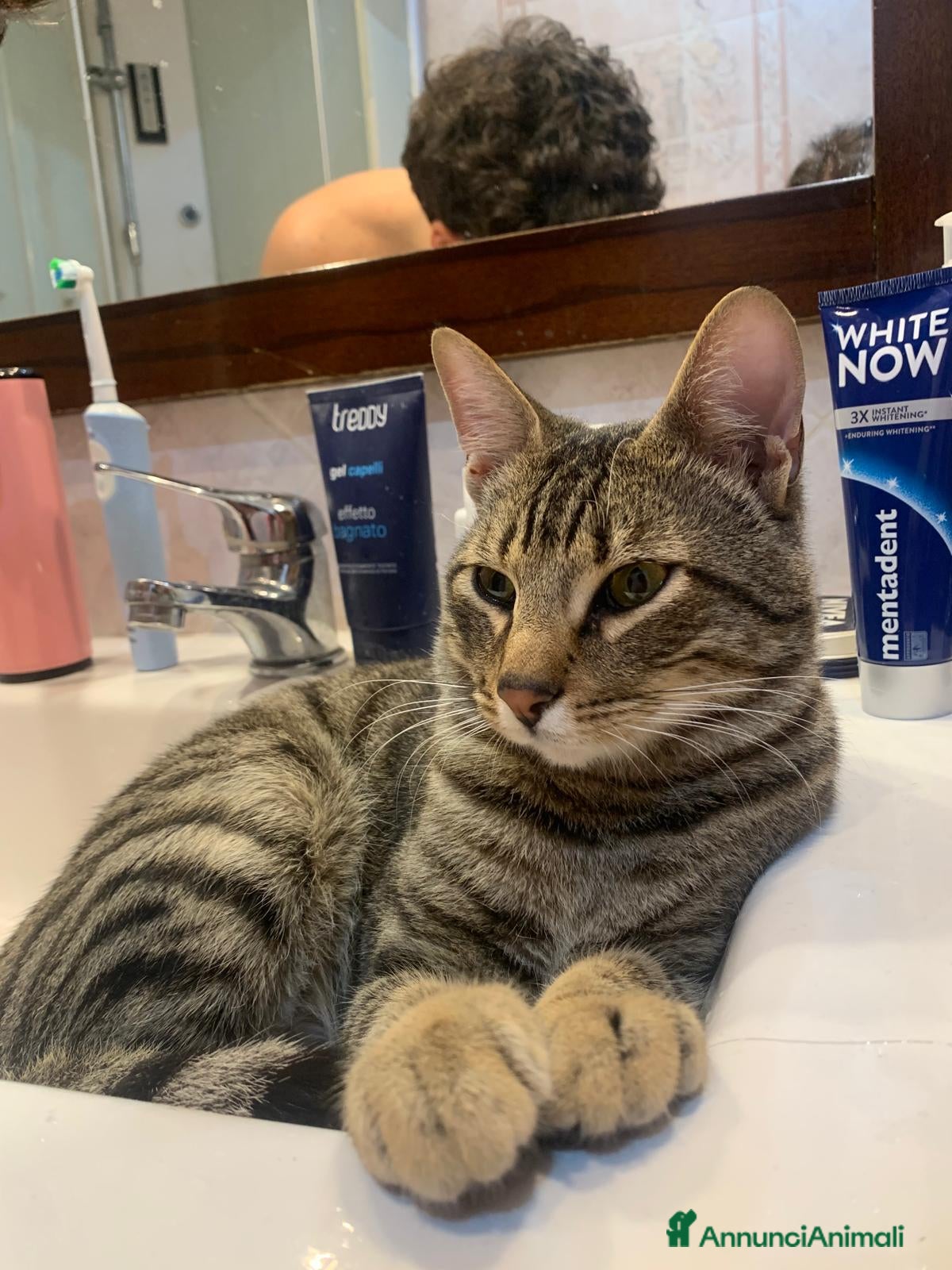 Europeo gatti Gatto tigrato - Annuncio 1