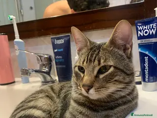 Europeo gatti Gatto tigrato - Annuncio 1