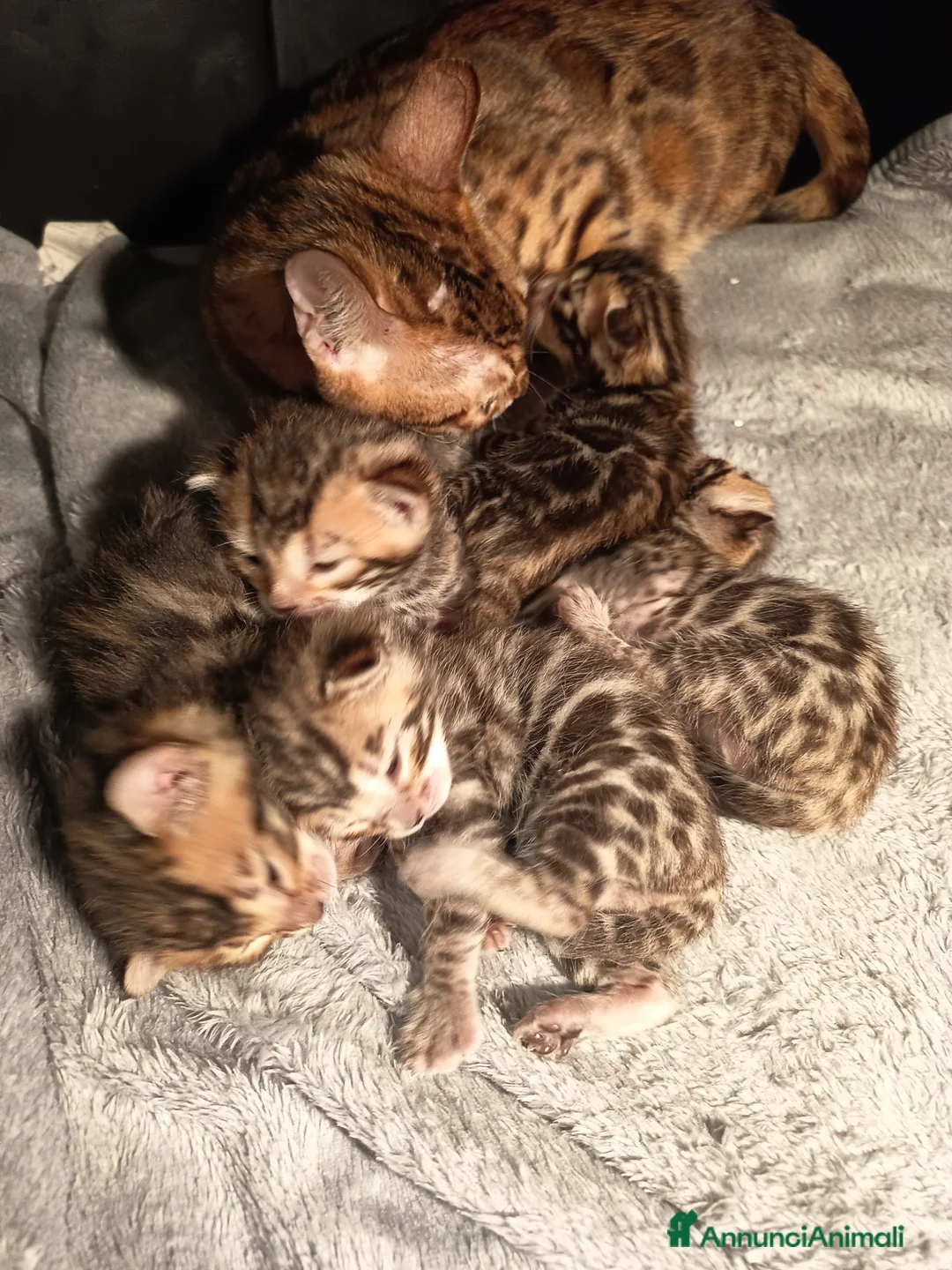 Bengala gatti in vendita: meravigliosi feminucce  - Annuncio 9