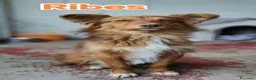 Meticcio cani in regalo: Cuccioli abbandonati cercano famiglia a Città metropolitana di Milano - Annuncio 11