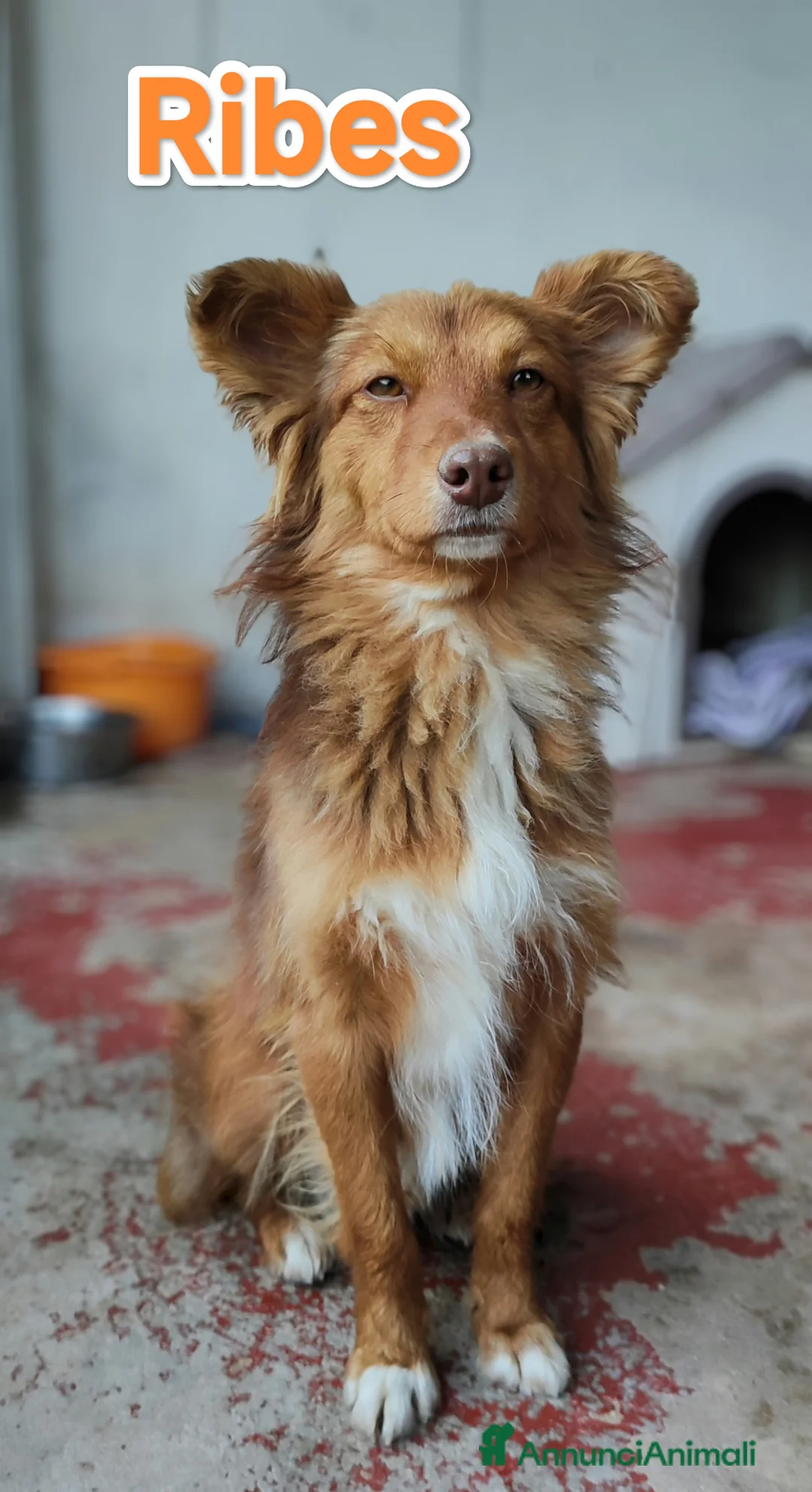 Meticcio cani in regalo: Cuccioli abbandonati cercano famiglia a Città metropolitana di Milano - Annuncio 11