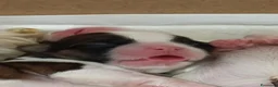 Shih Tzu cani in vendita: Shitzu a Provincia di Varese - Annuncio 3