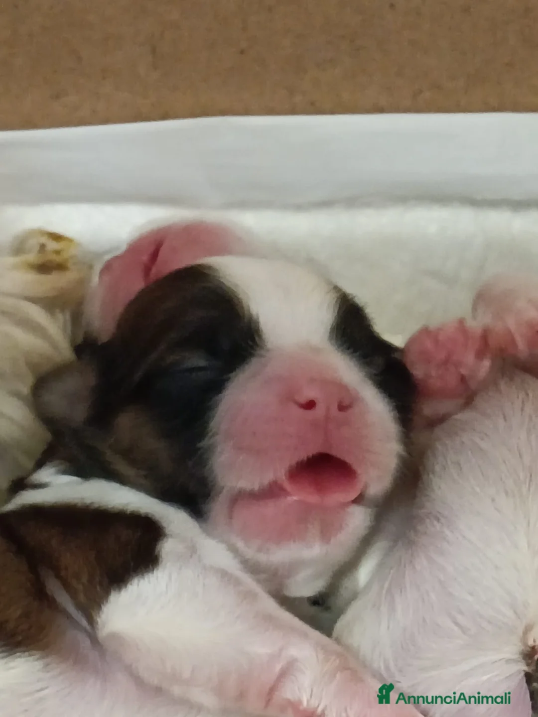 Shih Tzu cani in vendita: Shitzu a Provincia di Varese - Annuncio 3