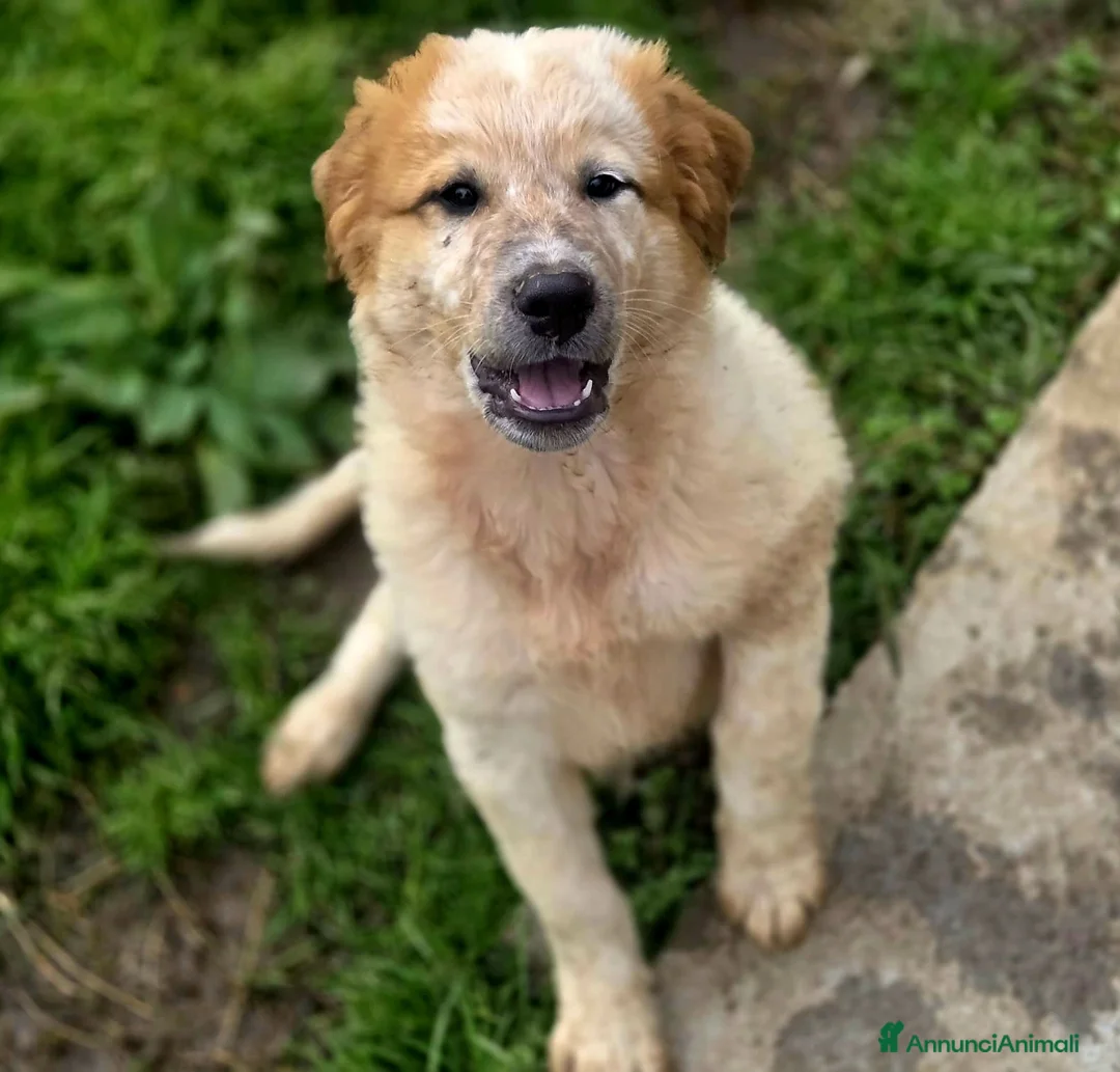 Meticcio cani in regalo: BIGNÈ ASPETTA UNA MAMMA  - Annuncio 4