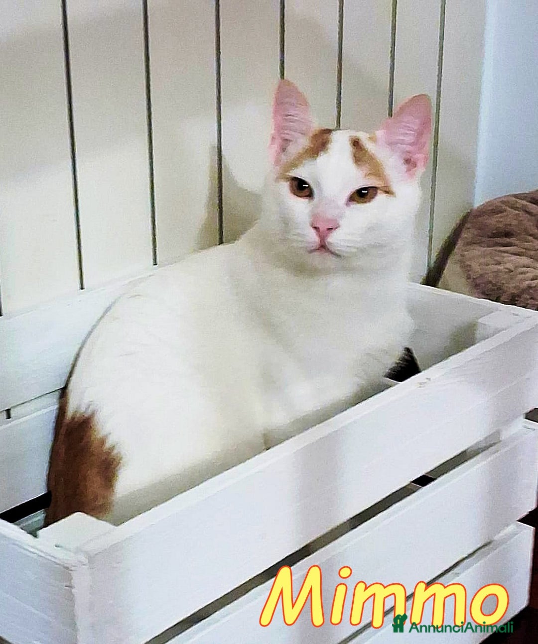 Europeo gatti in regalo:  Mimmo e Tatino  una deliziosa coppia di gattini - Annuncio 3