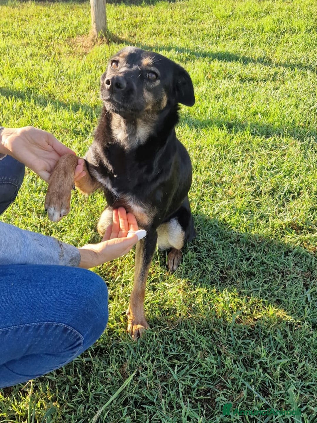 Meticcio cani in regalo: Tac, giovanissima, piccola e dolce - Annuncio 9