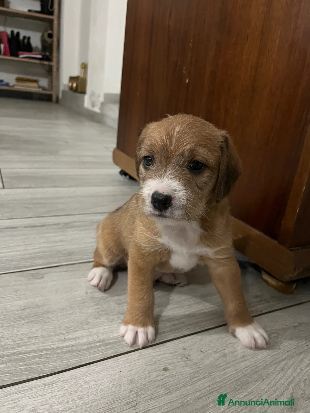 Meticcio cani in vendita: cuccioli staffypoo a Città metropolitana di Milano - Annuncio 4