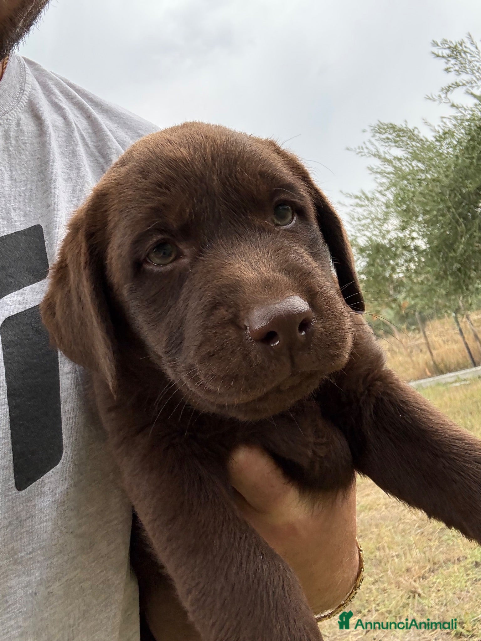 Labrador cani Cucciola di Labrador Choco  - Annuncio 3