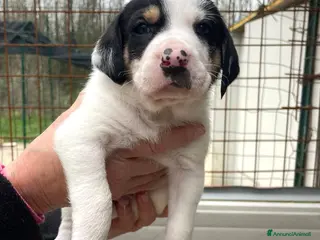 Segugio cani IL MORBIDO E TENERO LEONE - Annuncio 1