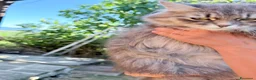 Siberiano gatti in vendita: Siberiana femmina - Annuncio 7