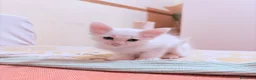 Angora turco gatti in regalo: 🐾 Splendidi gattini di Angora turco.  a Provincia di Lecce - Annuncio 2