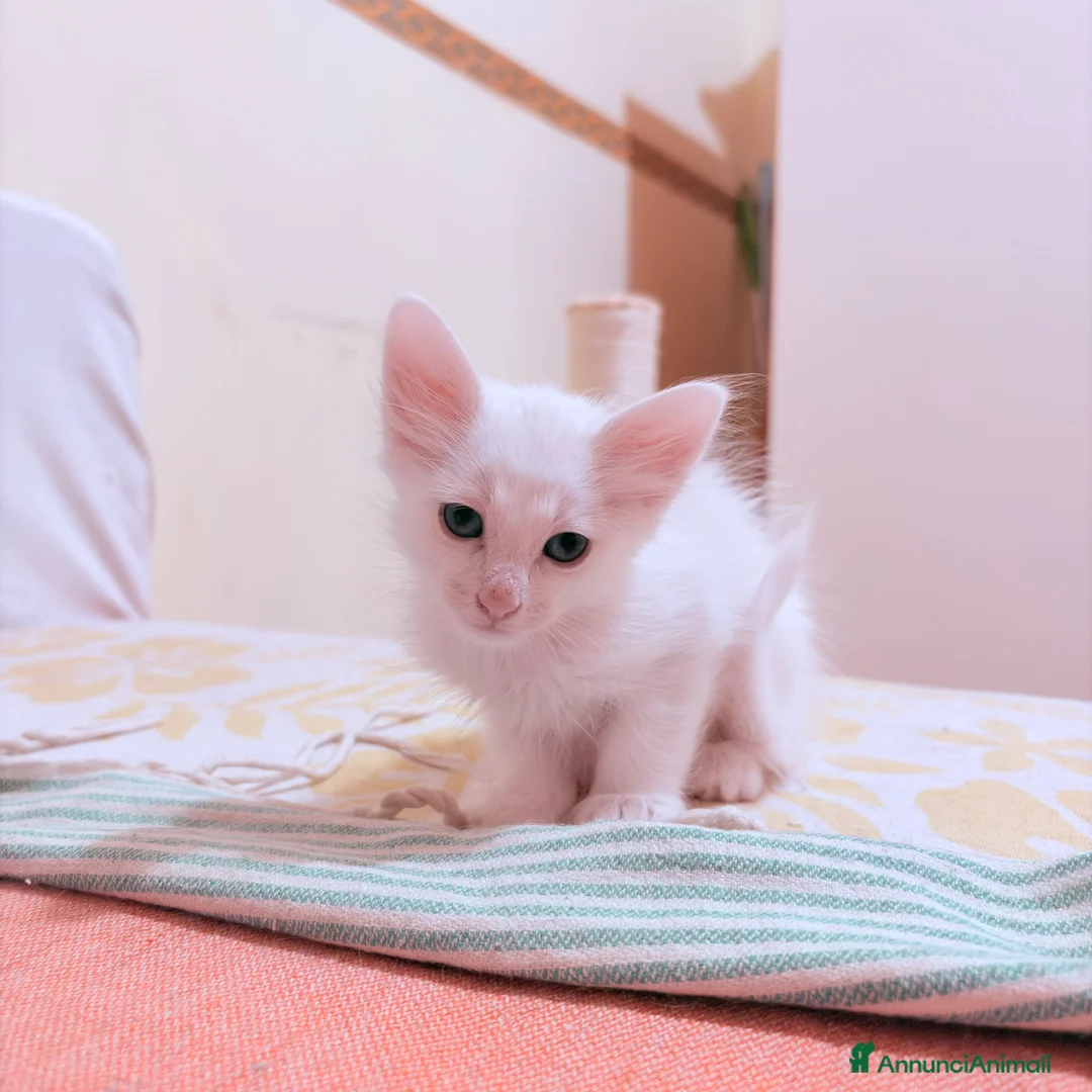 Angora turco gatti in regalo: 🐾 Splendidi gattini di Angora turco.  a Provincia di Lecce - Annuncio 2