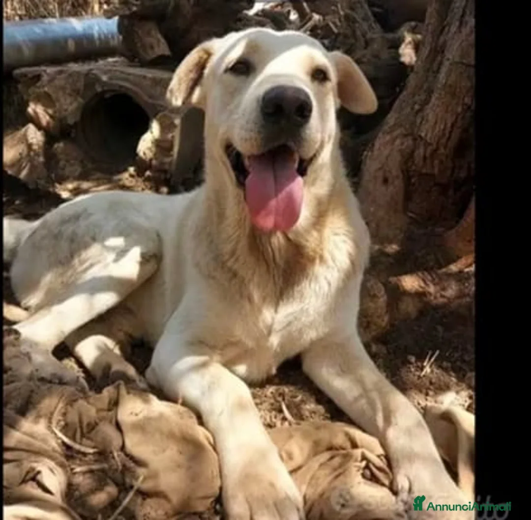 Meticcio cani in regalo: Germano mix Labrador 3anni aspetta ancora.SICILIA a Città metropolitana di Milano - Annuncio 1