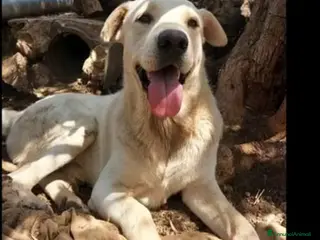 Meticcio cani Germano mix Labrador 3anni aspetta ancora.SICILIA - Annuncio 3