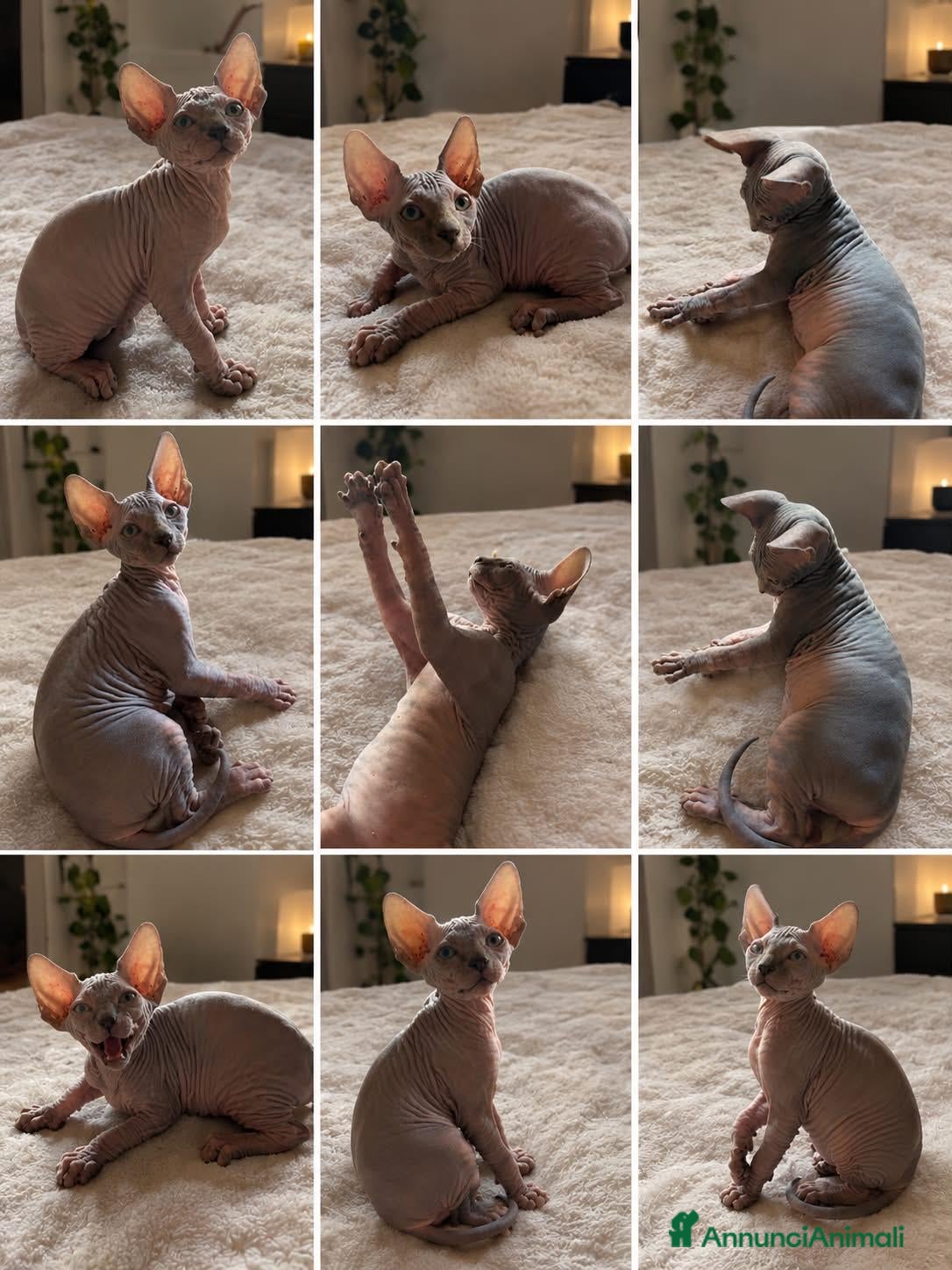 Sphynx gatti Cuccioli sphynx in cerca di casa  - Annuncio 3