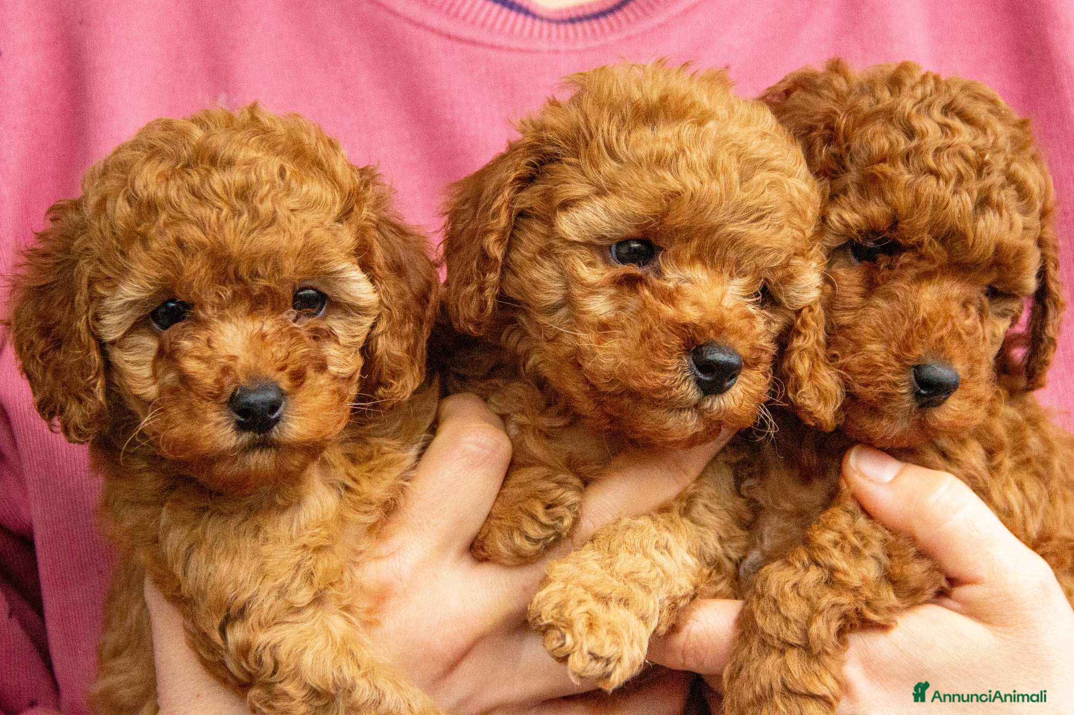 Barboncino cani Cuccioli Barboncino Nano Femmine - Annuncio 2