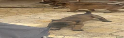 Pastore Belga cani in vendita: Splendidi cuccioli Pastore Belga Malinois - Annuncio 7