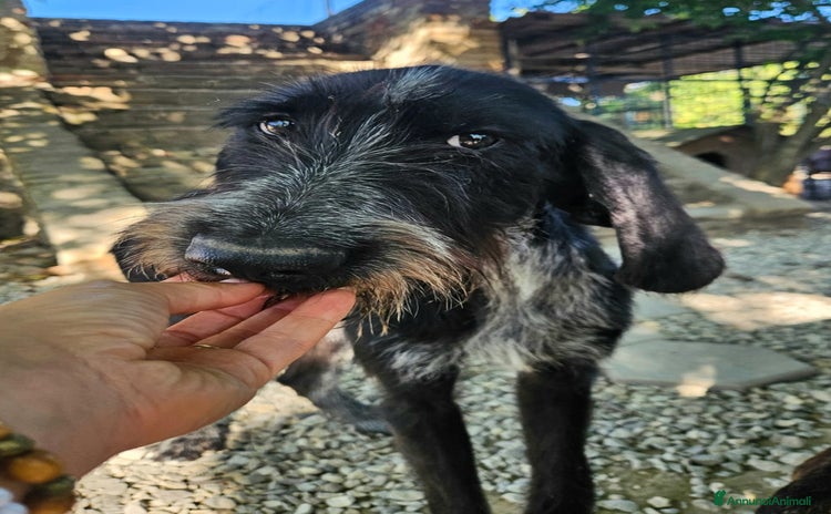Spinone cani a Provincia di Teramo - Annuncio 5