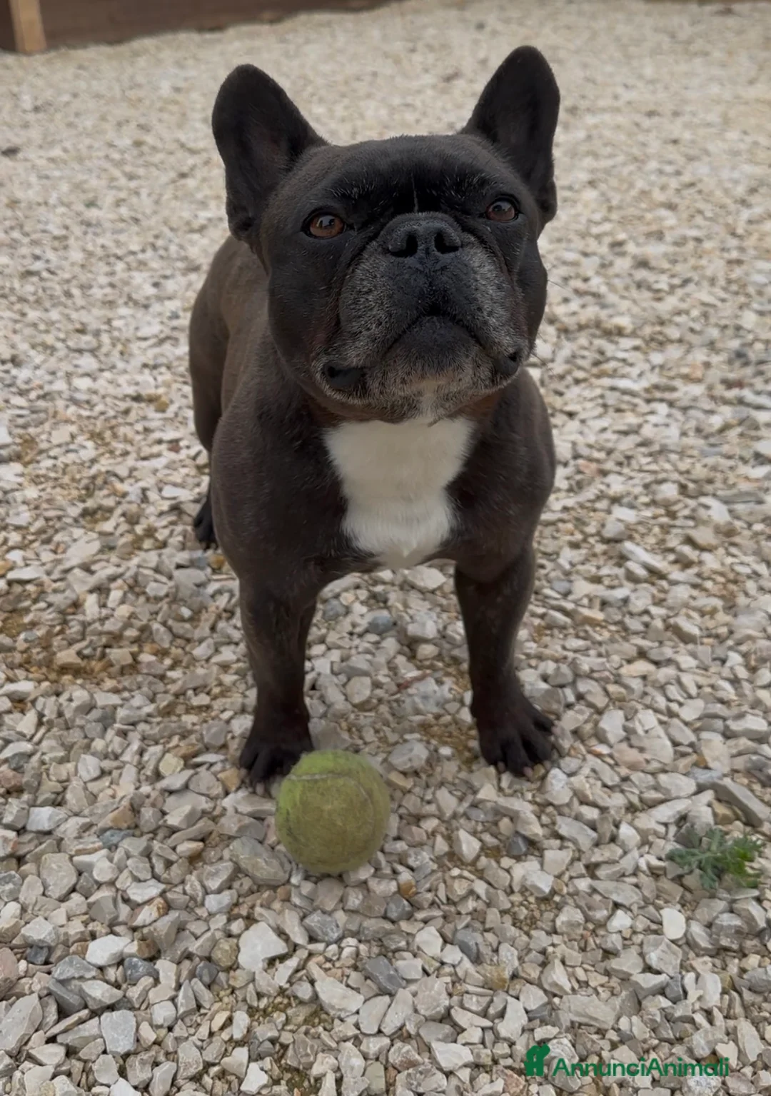 Bulldog Francese cani in vendita: Bulldog francesi a Provincia di Bergamo - Annuncio 2