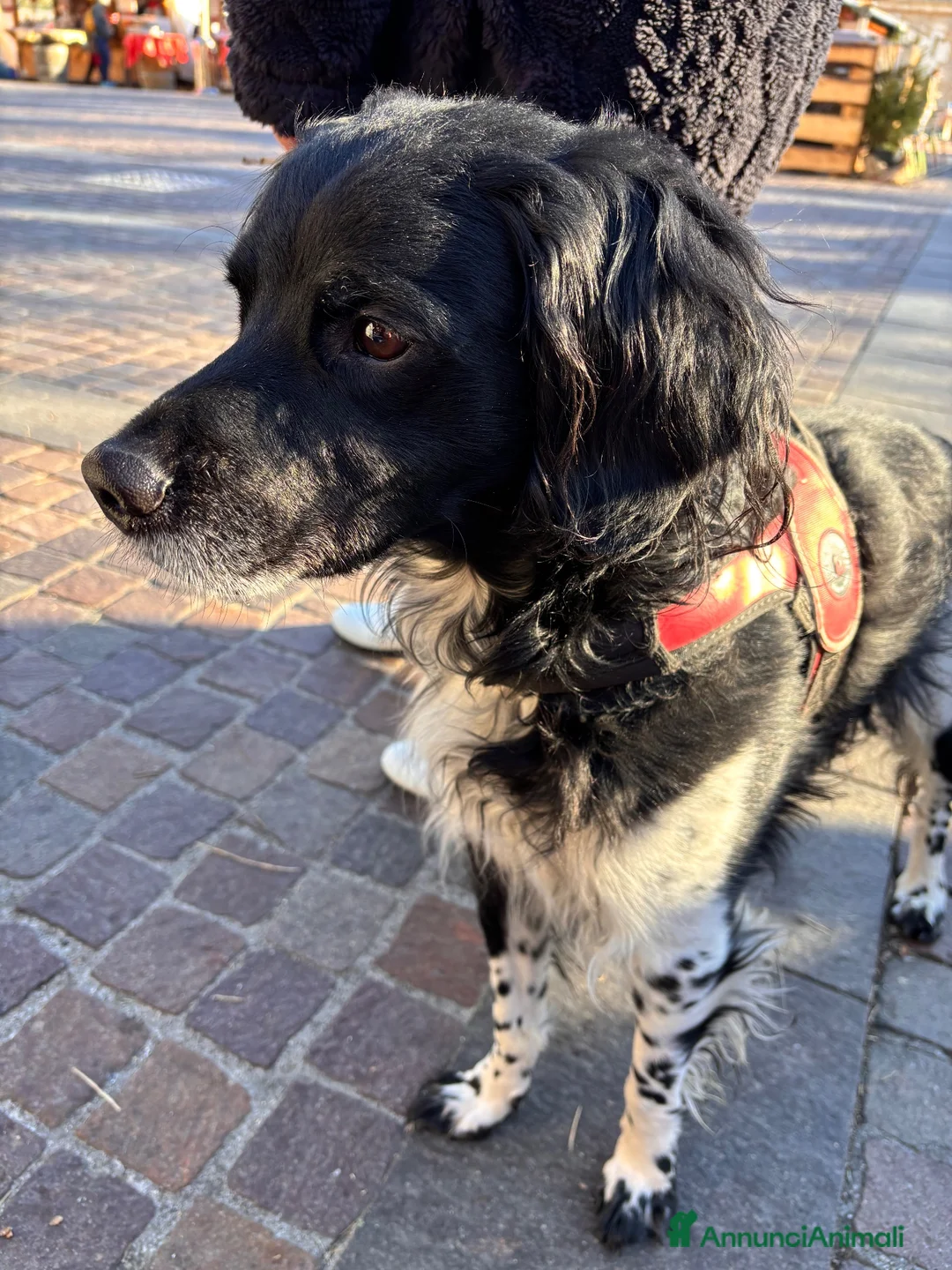 Breton cani in regalo: Breton a Città metropolitana di Milano - Annuncio 2