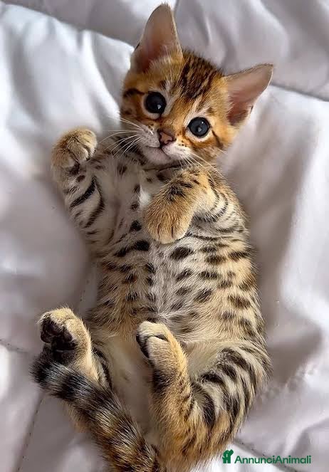 Bengala gatti Cuccioli di Bengal o Bengala con Pedigree  - Annuncio 2