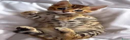 Bengala gatti in vendita: Cuccioli di Bengal o Bengala con Pedigree  - Annuncio 5
