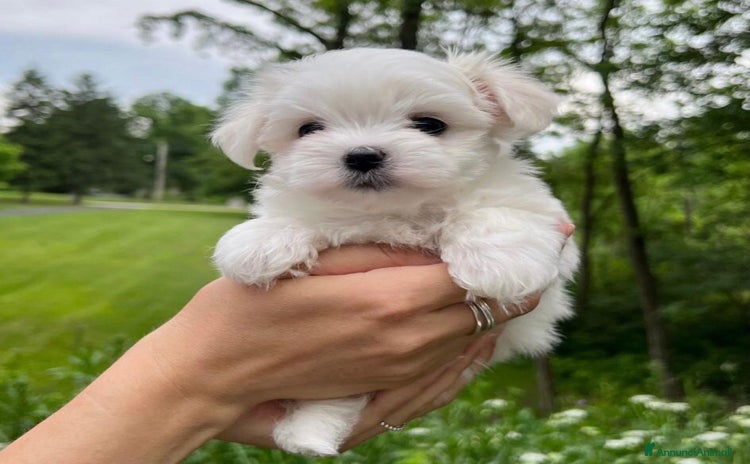Maltese cani a Città metropolitana di Milano - Annuncio 4