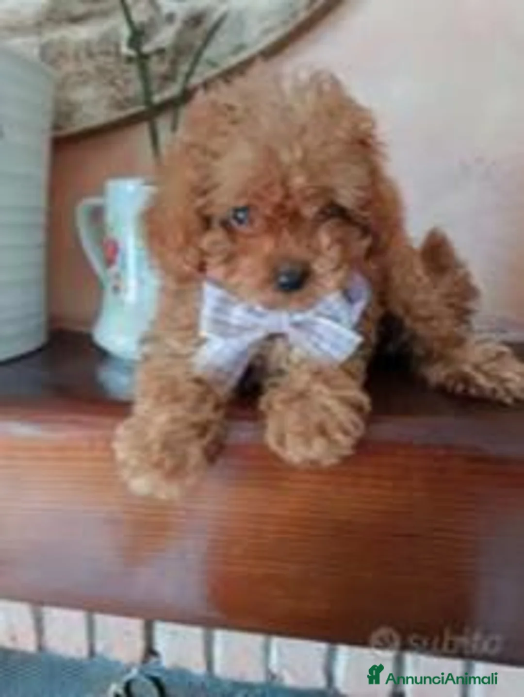 Barboncino Toy cani in vendita: Barboncini mini toy - Annuncio 2