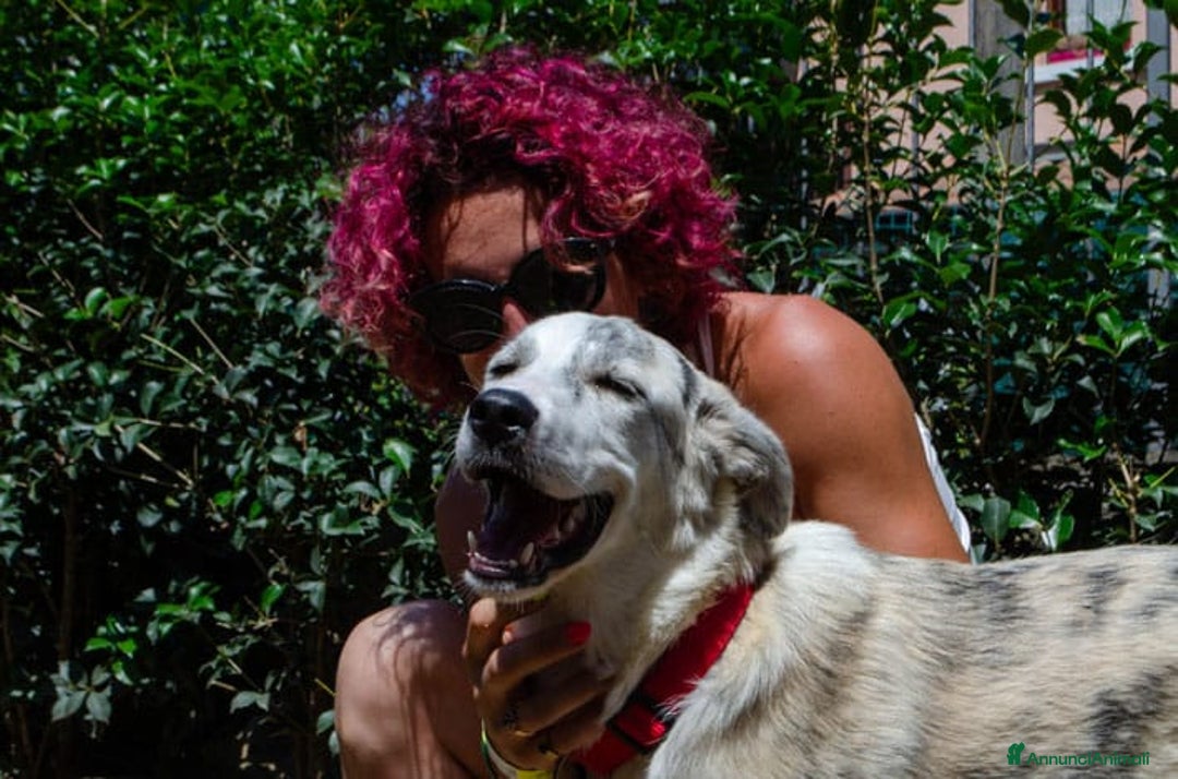 Altre razze cani in regalo: LINK e MAIL, 6 MESI, (01/01/25) a Provincia di Bergamo - Immagine 2