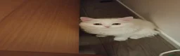 Scottish gatti in vendita: Gattina Scottish straight a pelo lungo  - Annuncio 3