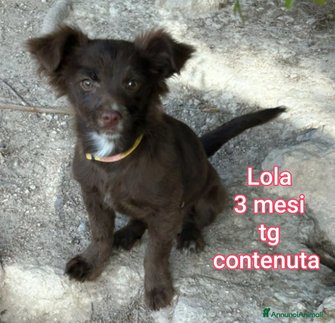 Meticcio cani in regalo: CUCCIOLI IN CERCA D'AMORE  a Provincia di Prato - Annuncio 2