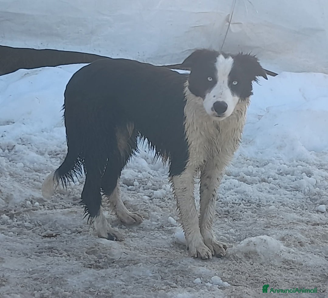 Border Collie cani in vendita: Cucciolone Border Collie linea da lavoro  - Annuncio 3