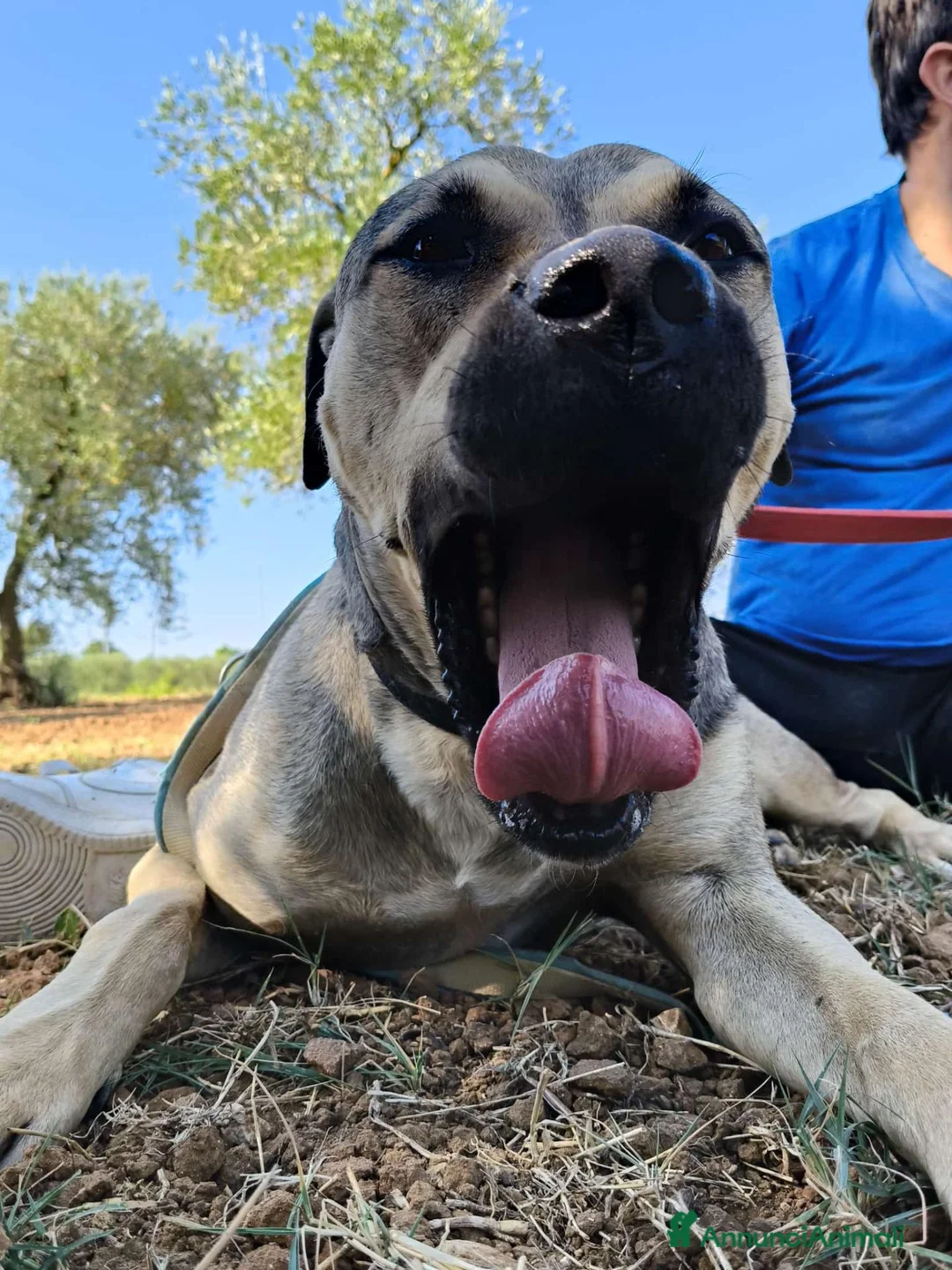 Meticcio cani in regalo: FANTASTICO BOBBY - Annuncio 2
