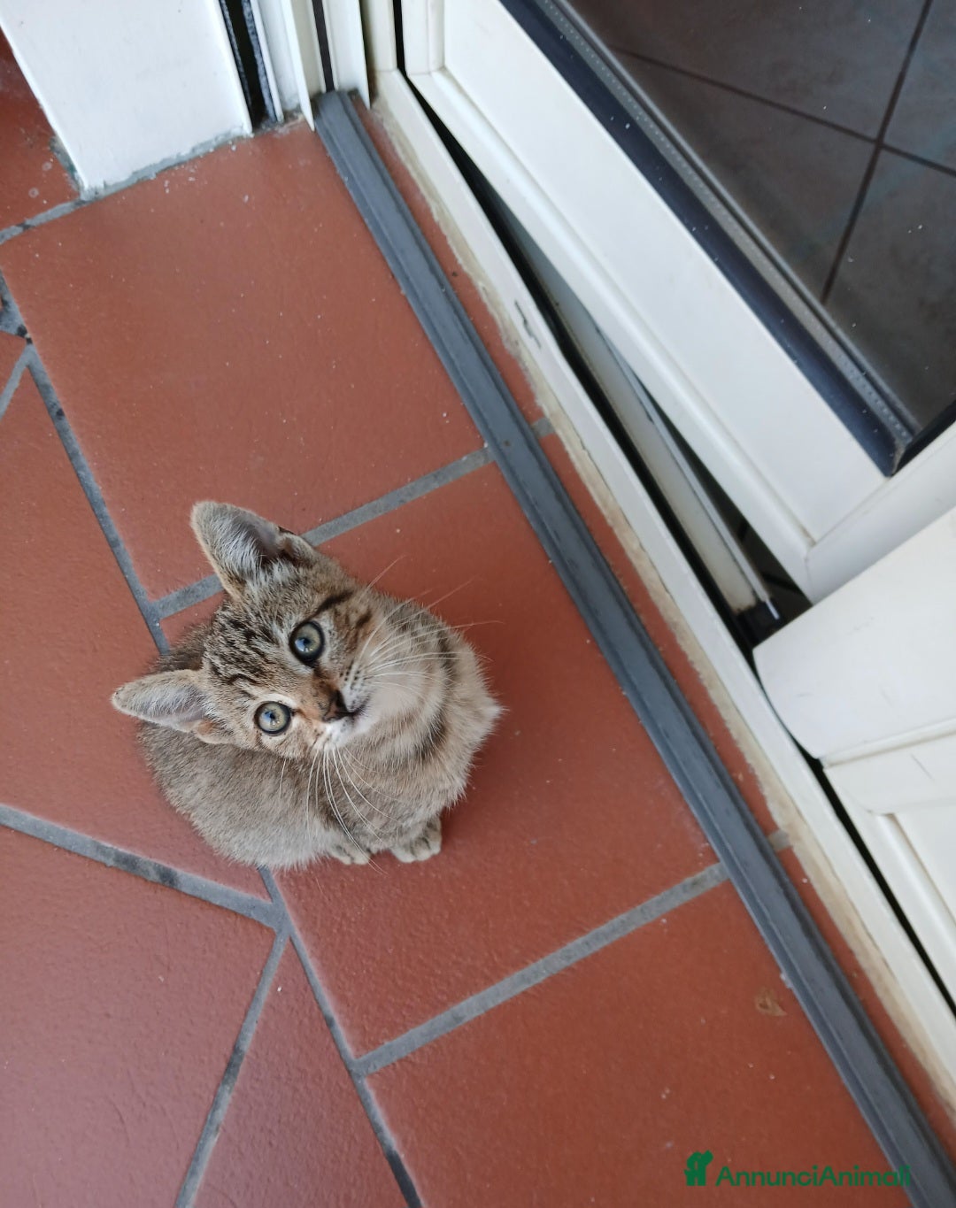 Altre razze gatti in regalo: Gattina in adozione - Annuncio 1