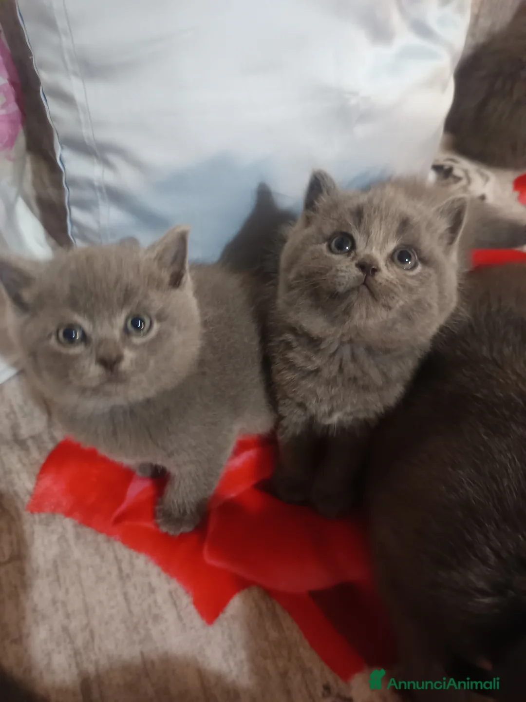 British gatti in vendita: Gattini British shortair  a Provincia di Potenza - Annuncio 2