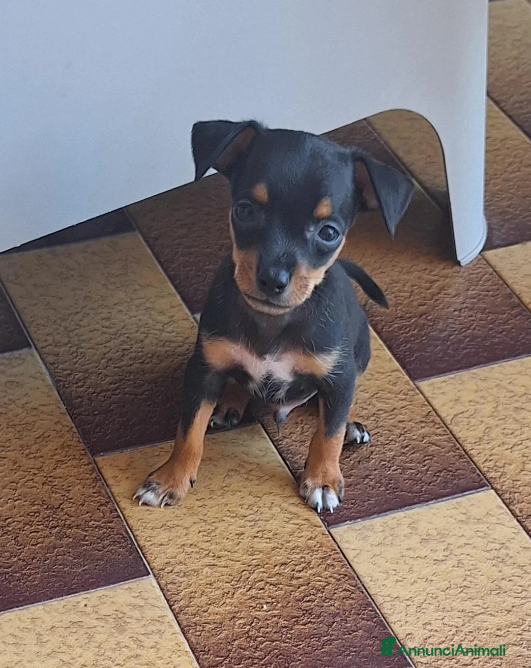 Meticcio cani in vendita: Figli di un Pinscher Nano e di un meticcio  - Annuncio 2
